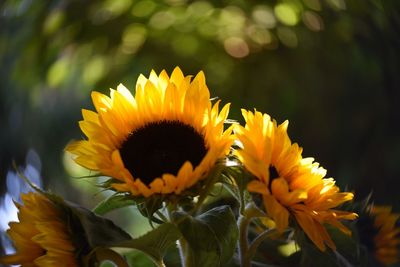 Close-up of yellow flowering plant