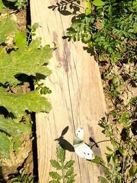 High angle view of bird on wood