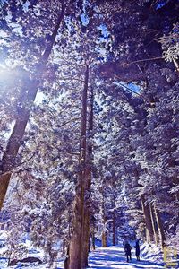 Bare trees on snow covered landscape