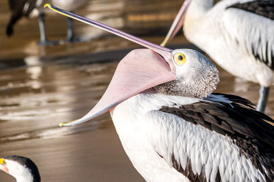 Close-up of pelican in water