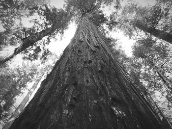 Low angle view of trees in forest