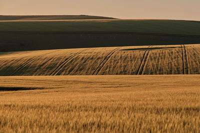 Wheat fields on a sunny evening in the south downs national park with shadows onthe hills