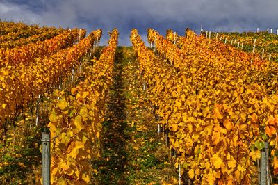 Scenic view of vineyard against sky during autumn