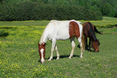 Horses grazing in a field of buttercups