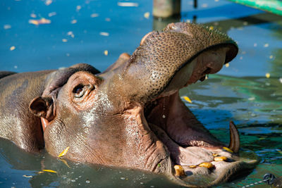 Close-up of turtle in water