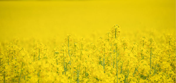 Scenic view of oilseed rape field