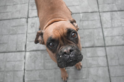 High angle portrait of dog standing on tiled floor