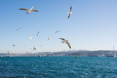 Seagulls flying over sea against sky