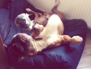 Dog sleeping on sofa