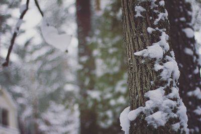 Close-up of frozen tree in forest during winter