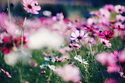 Close-up of pink flowers