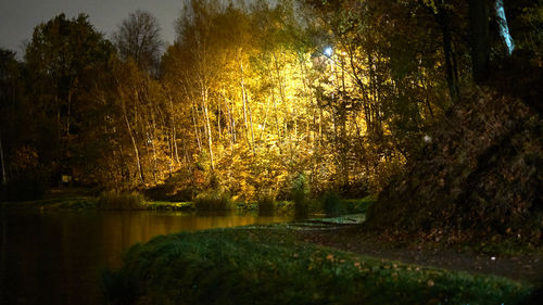 Trees by lake in forest during autumn