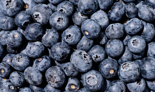 Fresh blueberry texture background, hard light