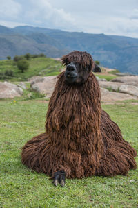 Close-up of alpaca on field against sky