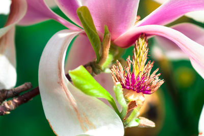 Close-up of pink flowering plant