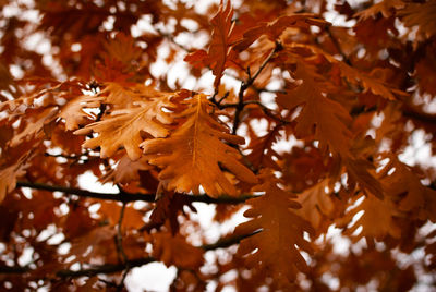 Close-up of maple leaves on tree