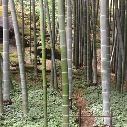 Close-up of bamboo plants in forest