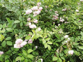 Close-up of fresh flowers blooming in plant