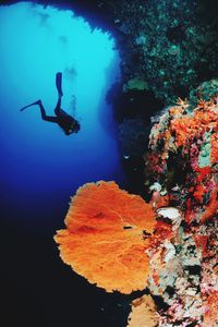 Penyelaman terumbu karang kepulauan wakatobi