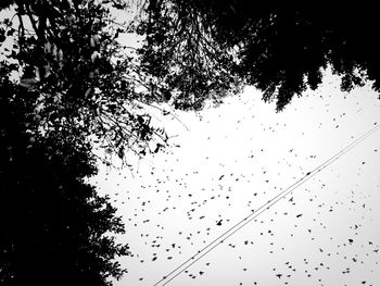 Low angle view of tree against sky