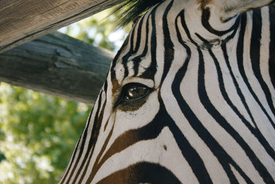 Close-up of zebra