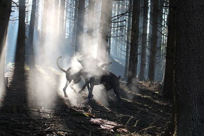 Animals fighting on landscape 