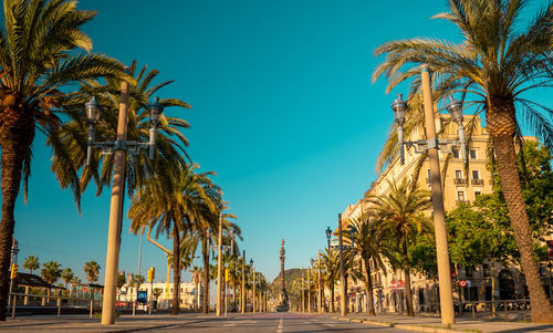 Palm trees in city against clear blue sky