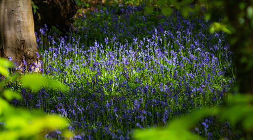 Close-up of purple flowering plants on field