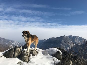 Dog standing on snowcapped mountain against sky