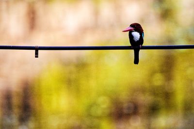 Close-up of bird perching on railing