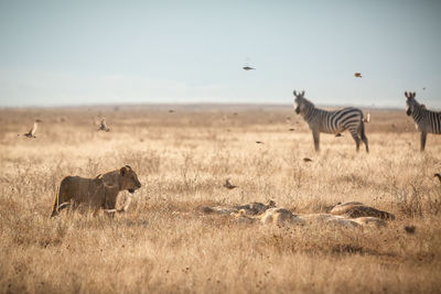 Lioness and zebras on grassy land against clear sky