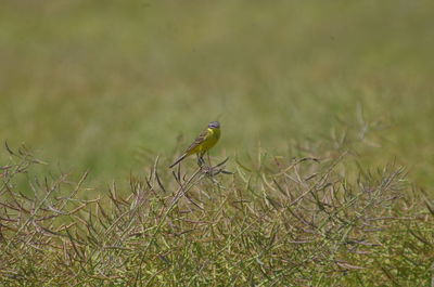 Bird perching on branch