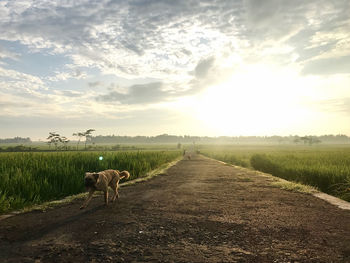 View of sheep on field against sky