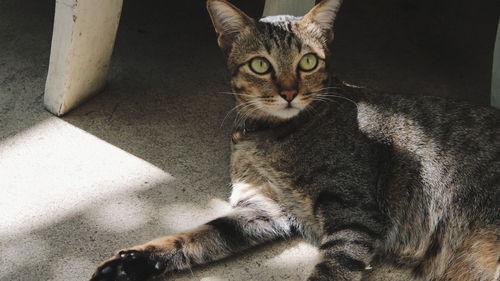 Portrait of cat sitting on floor