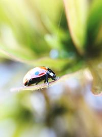 Close-up of ladybug on leaf