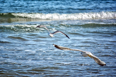 Swan flying over water