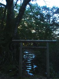 Trees growing in sunlight