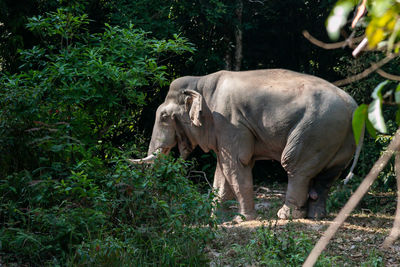 View of elephant in forest