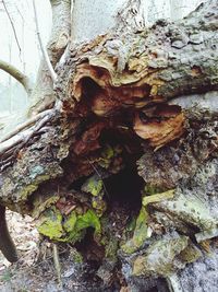 Close-up of mushroom growing on tree trunk