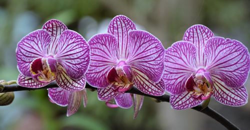 Close-up of purple orchids