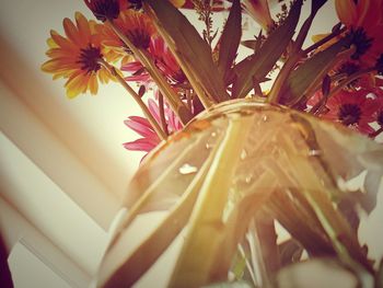 Close-up of flowers