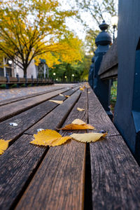 Close-up of autumn leaves on bench