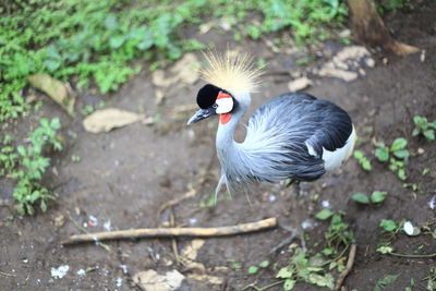 High angle view of bird