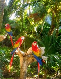 View of parrot perching on tree