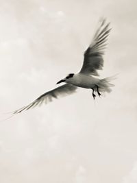 Low angle view of birds flying in sky