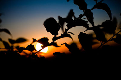 Close-up of silhouette tree against sky during sunset