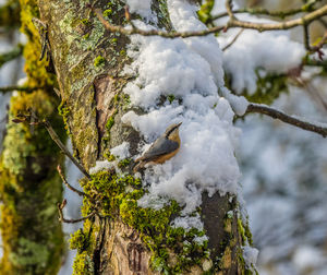 Close-up of snow on a tree