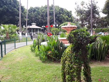 View of plants in park