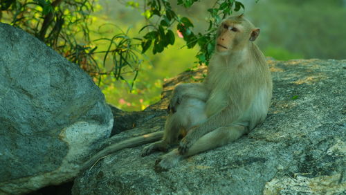 Monkey sitting on rock