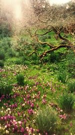 Plants growing on field